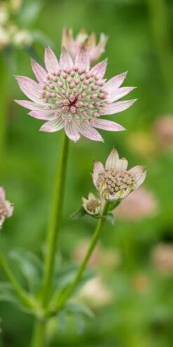 ASTRANTIA Major 'Florence' PBR