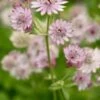 ASTRANTIA Major Var. Rosea -Garden Plants astrantia major rosea