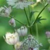 ASTRANTIA Major -Garden Plants astrantia major web
