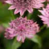 ASTRANTIA Major 'Pink Pride' 1 ASTRANTIA Major 'Pink Pride' -Garden Plants astrantia pink pride 5310749
