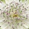 ASTRANTIA 'Superstar' PBR -Garden Plants astrantia superstar 6040014 3
