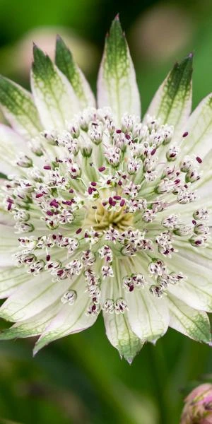 ASTRANTIA 'Superstar' PBR 3 ASTRANTIA 'Superstar' PBR