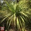 Cordyline Australis -Garden Plants aussie