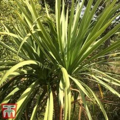 Cordyline Australis -Garden Plants aussie2