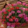 Geranium 'Balcon Mix' -Garden Plants balcon
