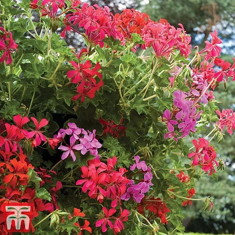 Geranium 'Balcon Mix' 4 Geranium 'Balcon Mix' - Image 2