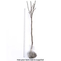 Magnolia Denudata 'Sunrise' (Patio Standard) -Garden Plants bare root 21