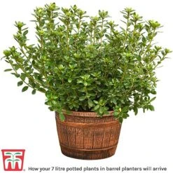 Rhododendron 'Titian Beauty' -Garden Plants barrel planter12