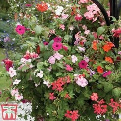 Pre-Planted Hanging Basket Mix -Garden Plants basket41