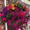 Pre-Planted Hanging Basket Mix -Garden Plants basket6