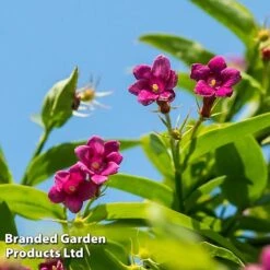 Honeybee Climber Duo -Garden Plants bee4
