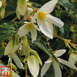 Begonia 'Santa Barbara' -Garden Plants bego sant a