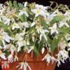 Begonia 'Santa Barbara' -Garden Plants bego sant c