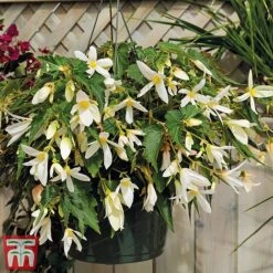 Begonia 'Santa Barbara' -Garden Plants bego sant e