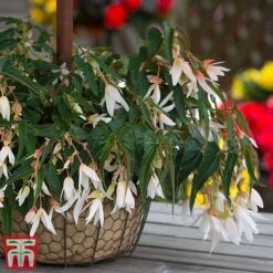 Begonia 'Santa Barbara' -Garden Plants bego sant g