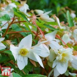 Begonia 'Santa Barbara' -Garden Plants bego sant h