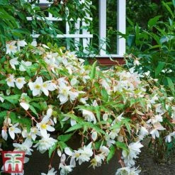 Begonia 'Santa Barbara' -Garden Plants bego sant i