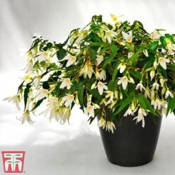 Begonia 'Santa Barbara' -Garden Plants bego sant j