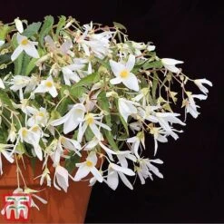 Begonia 'Santa Barbara' -Garden Plants bego santd