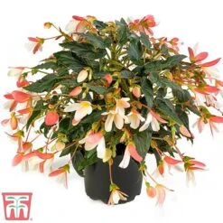 Begonia 'Waterfalls Bicolour' -Garden Plants bego waterf