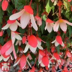 Begonia 'Waterfalls Bicolour' -Garden Plants bego waterf4