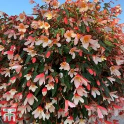 Begonia 'Waterfalls Bicolour' -Garden Plants bego waterf5