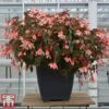 Begonia 'Waterfalls Bicolour' -Garden Plants bego waterf6