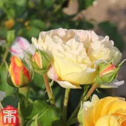 Rose 'Belle Du Jour' -Garden Plants belle4