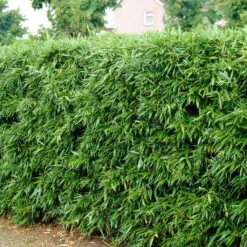 Green Bamboo | Phyllostachys Bisettii -Garden Plants bissetiibamboo 2