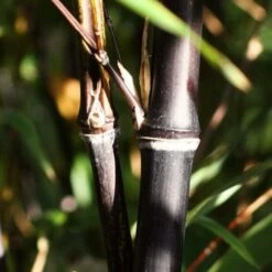 Black Bamboo | Phyllostachys Nigra -Garden Plants blackbamboo 1