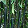 Black Bamboo | Phyllostachys Nigra