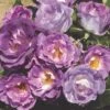 'Blue For You' Floribunda Rose -Garden Plants blue for you 5f65d5ba 4434 4eea 9ca7 9a61a7d1dca7