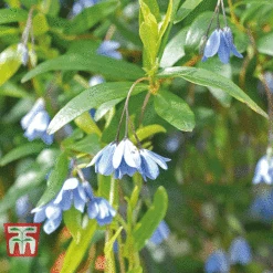 Sollya Heterophylla -Garden Plants bluebell creeper