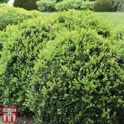 Box Ball 17 Box Ball -Garden Plants box ball2