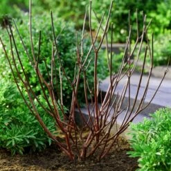 Best Value Cornus Collection | Winter Hedging -Garden Plants browncornus