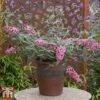 Buddleja 'Pink Cascade' -Garden Plants budd casc