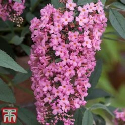 Buddleja 'Pink Cascade' -Garden Plants budd casc b