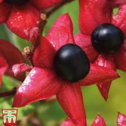 Clerodendrum Trichotomum -Garden Plants cal2