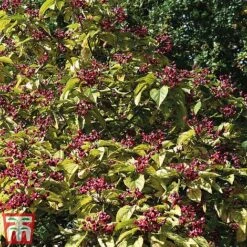 Clerodendrum Trichotomum -Garden Plants cal4