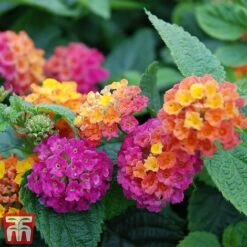 Lantana Camara Calippo Collection 15 Lantana Camara Calippo Collection -Garden Plants cali ora