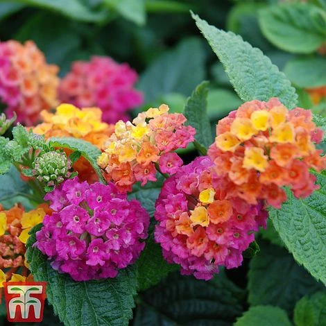 Lantana Camara Calippo Collection 8 Lantana Camara Calippo Collection - Image 6