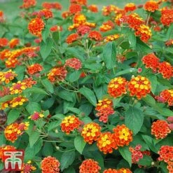 Lantana Camara Calippo Collection 13 Lantana Camara Calippo Collection -Garden Plants cali red1