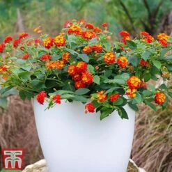 Lantana Camara Calippo Collection 12 Lantana Camara Calippo Collection -Garden Plants cali red5