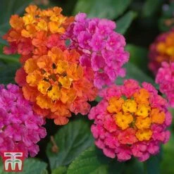 Lantana Camara Calippo Collection 11 Lantana Camara Calippo Collection -Garden Plants cali tut