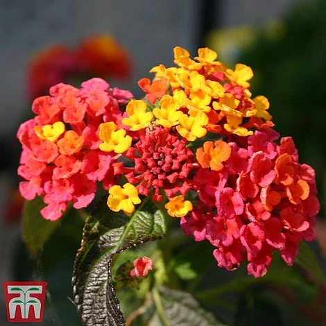 Lantana Camara Calippo Collection 7 Lantana Camara Calippo Collection - Image 5