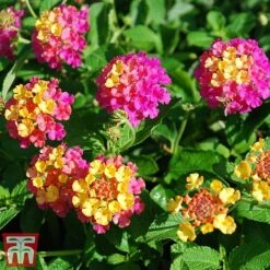 Lantana Camara Calippo Collection 16 Lantana Camara Calippo Collection -Garden Plants cali tuti3