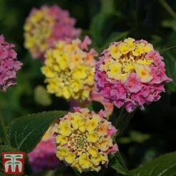 Lantana Camara Calippo Collection 17 Lantana Camara Calippo Collection -Garden Plants cali tuti4