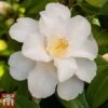 Camellia Japonica 'Silver Anniversary' -Garden Plants came silv
