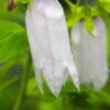 CAMPANULA 'Burghaltii' -Garden Plants campanula burgaltii 2