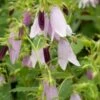 CAMPANULA Iridescent Bells ('Iribella' PBR) -Garden Plants campanula irridescent bells 2 3